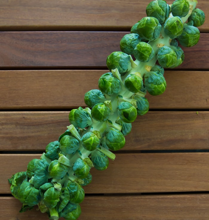 Trader Joe's Brussels Sprouts Stalk