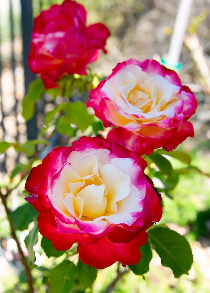 photo of roses